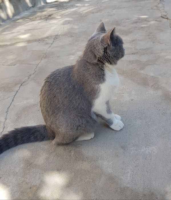 Scotish straight cat 100% sog'lom