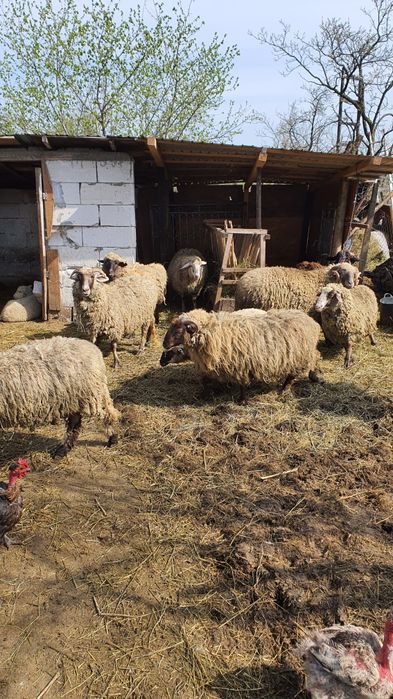 oi de vinzare un berbec zece oi si 3melute