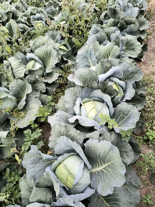 De vanzare dovleci pentru copt , sau patiserii.  Varza plata