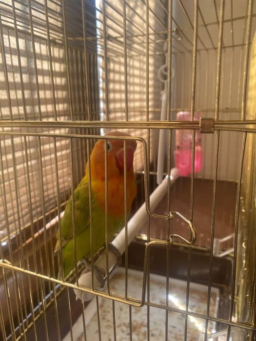 Продам Неразлучника ручной полностью 100 процентов