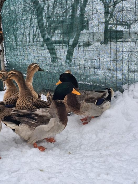 Vand oua incubat ratuste  Rouene