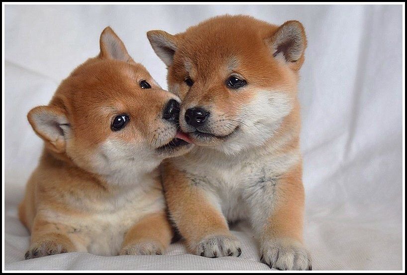 малыши сибы на продажу