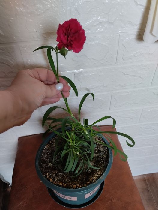 Комнатный цветок