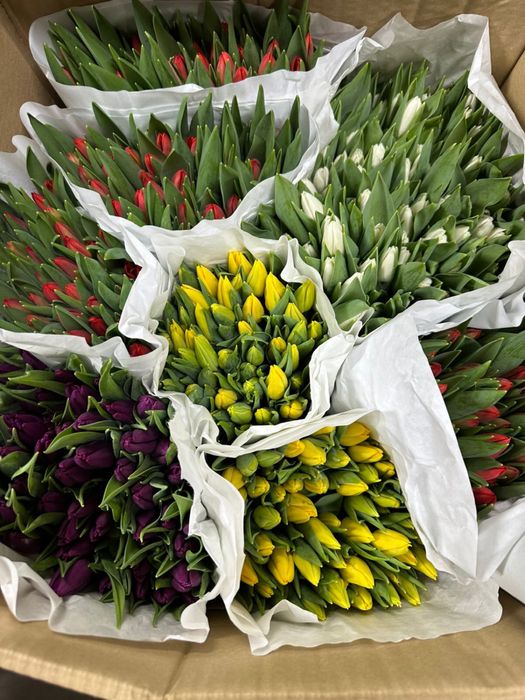 Тюльпаны оптом и в розницу