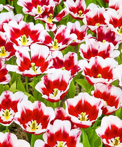 Цветы в подарок к 8-марта.