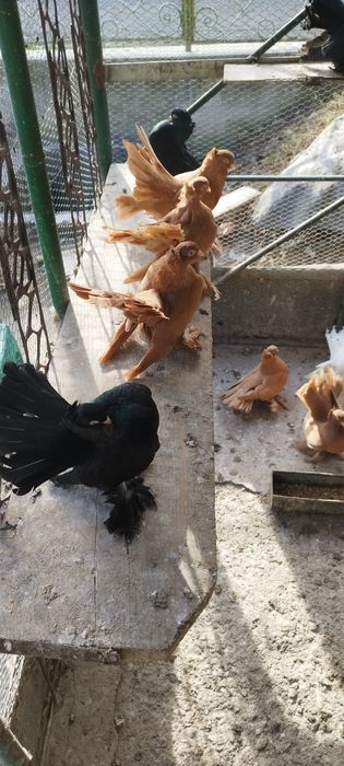 Продавам ростовски гълъби.