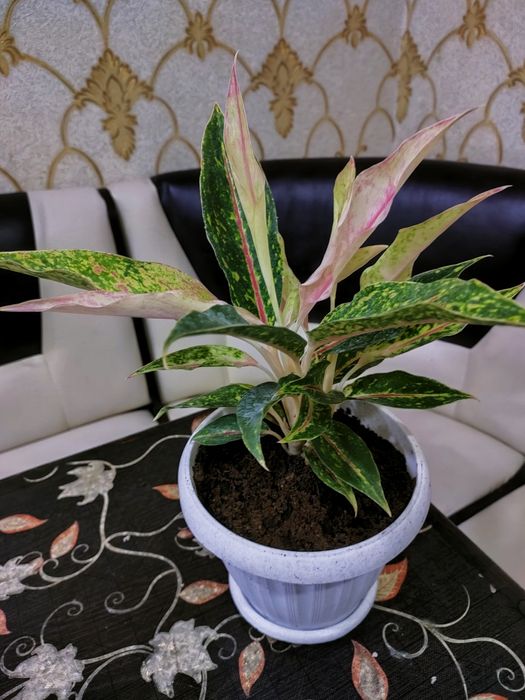 Цветы комнатные, доставка