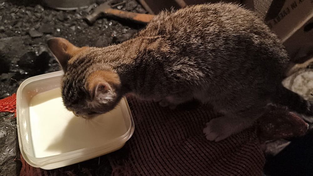 Отдадим подкидыша котёнка