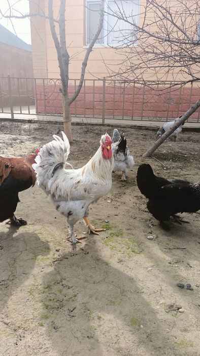 Қораздар сатылады!!!