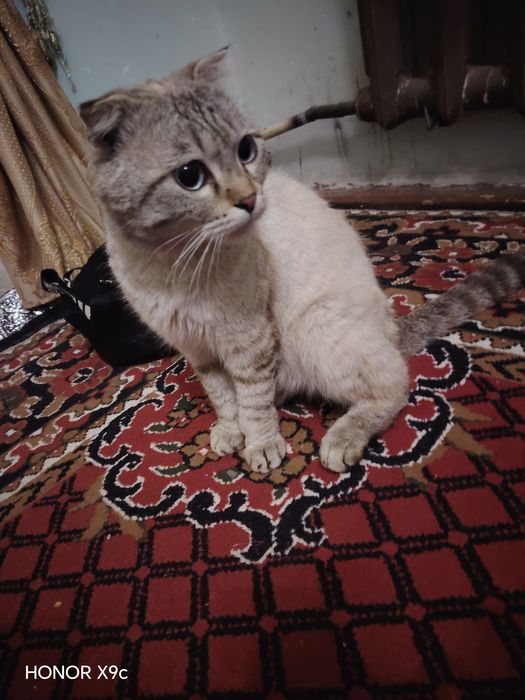 Мушук соглом аклли домашний