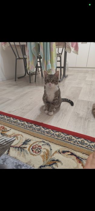 Продаем кота малтчик