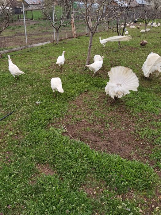 Pui de curcă albi  de țară de vânzare