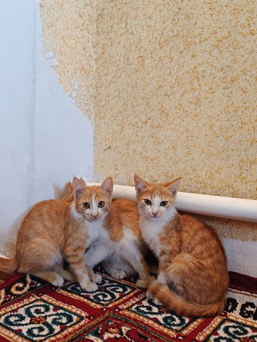 Mushuklar hadyaga beriladi