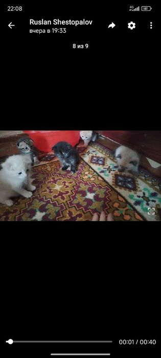 Продам вислоухих котят 20 дней