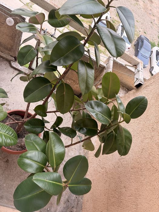 Vand Urgent Planta Ficus Elastica
