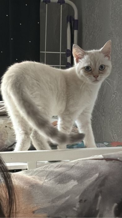Котенок 4 мес шотландец