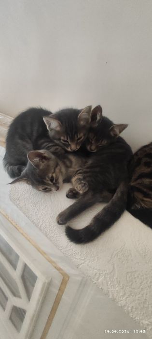 Hadiya mushuk bolasi  tekinga