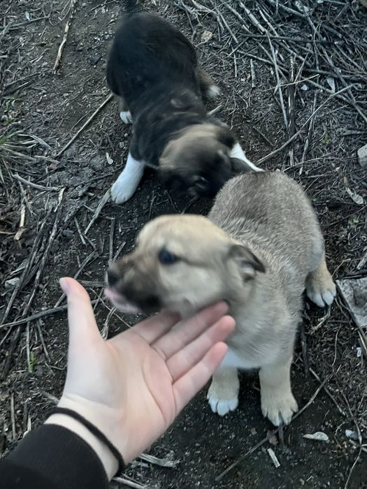 Отдам даром щенков