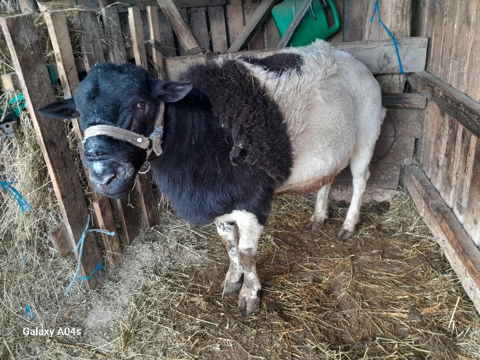 Berbec Dropper de vânzare , miei Dropper de vânzare