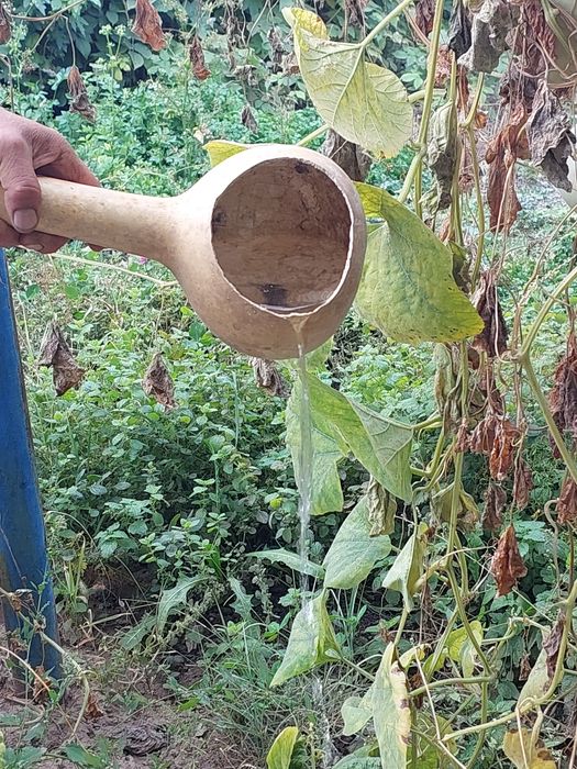 Срочно продам тыквы декоративные