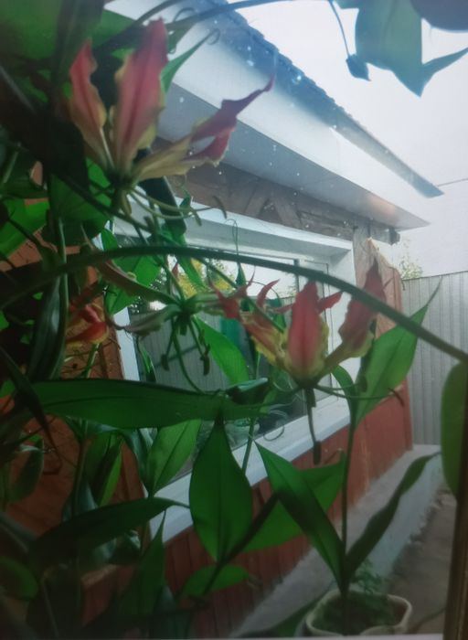 Продам клубни Глоризы