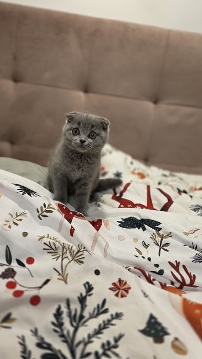 Scottish fold baietel