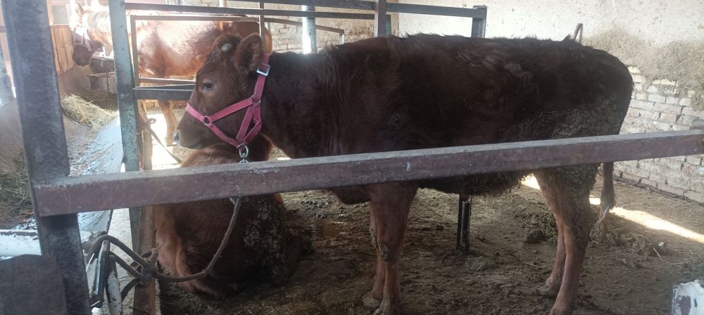 Gʻunojincha sotiladi