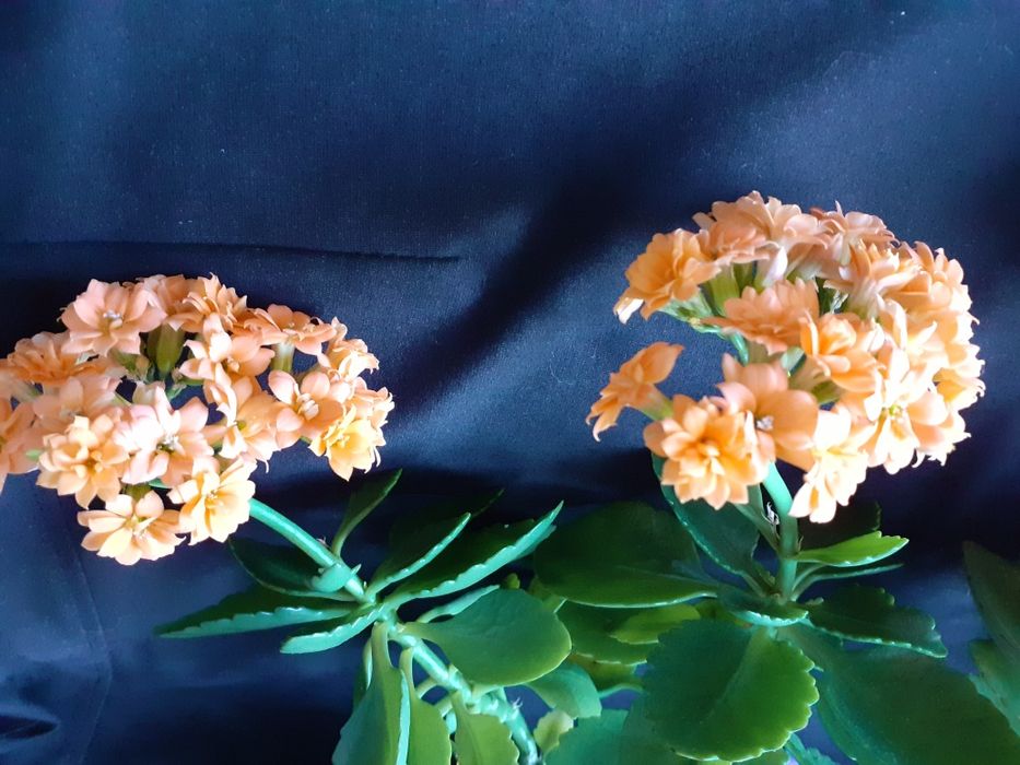 Продам цветущий каланхоэ