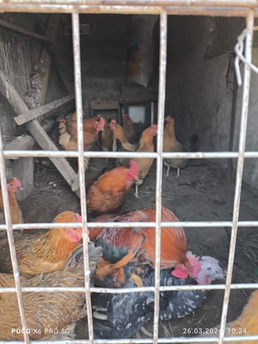 Продам инкубационный яйцо