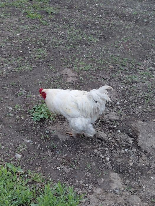 Продам петуха брама