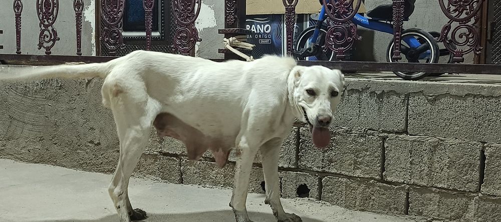 Urg'ochi alabay sotiladi