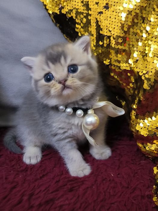 Чистокровные котята