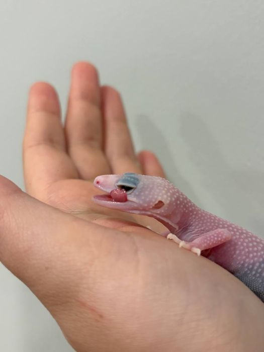 Эублефары разных морф