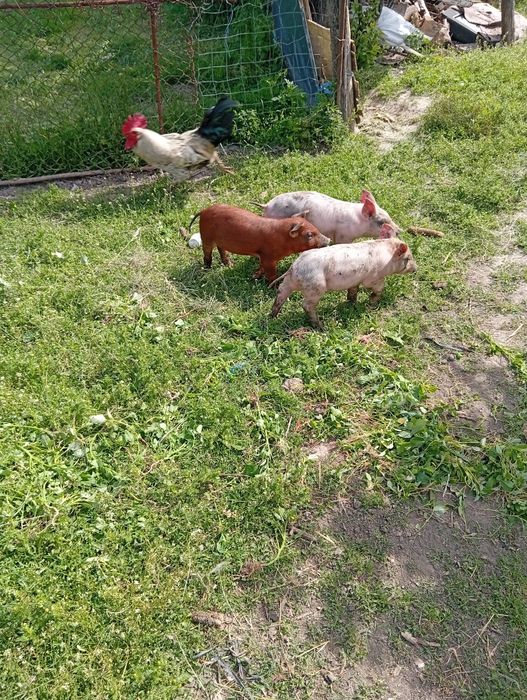 Găini de țară roșii și albe frumoase SI ieftine