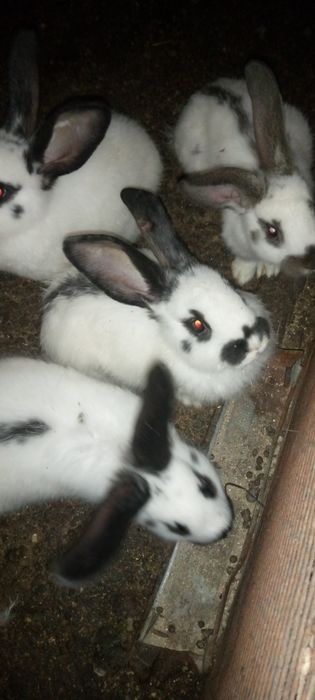 Кролики, молодняк.
