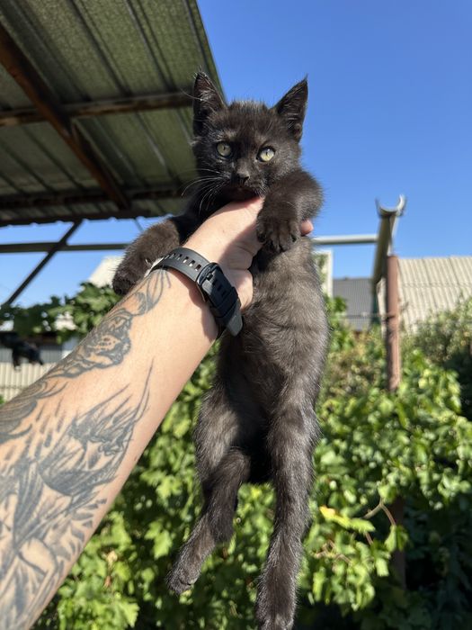 Отдам котят в добрые руки