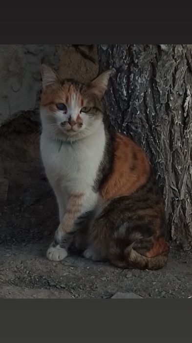 Пропала кошка на низу