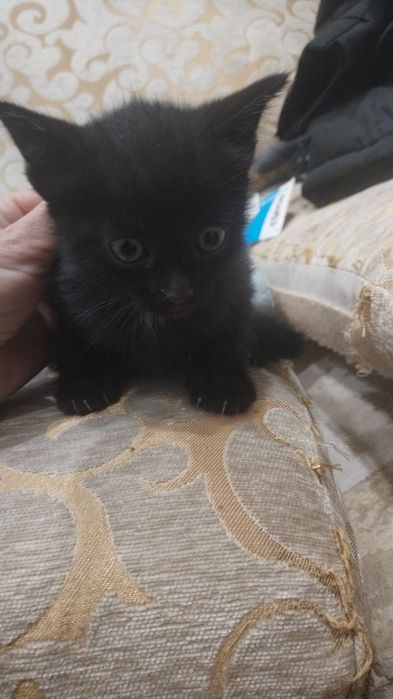 Котята в добрые руки!