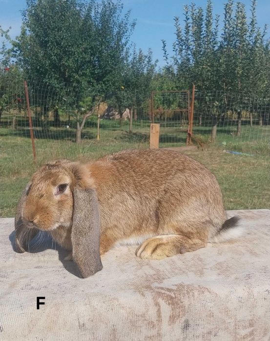 Iepuri Berbec-German