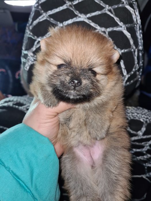 Продам щенка шпица.