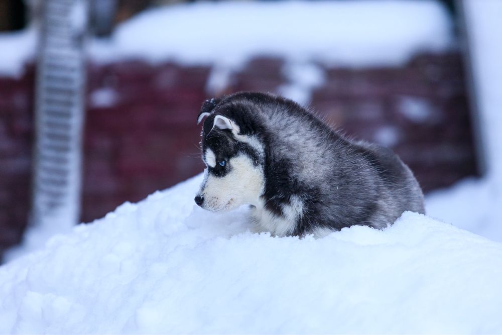 Девочка и Мальчик породы Сибирский Хаски щенки