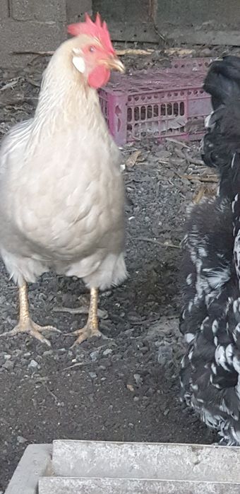 Леггорн изабелла