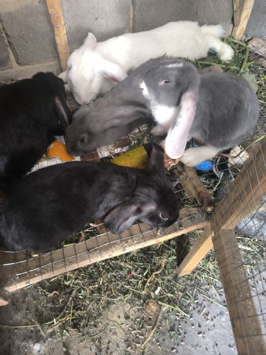 Продам кроликов 3 месяца