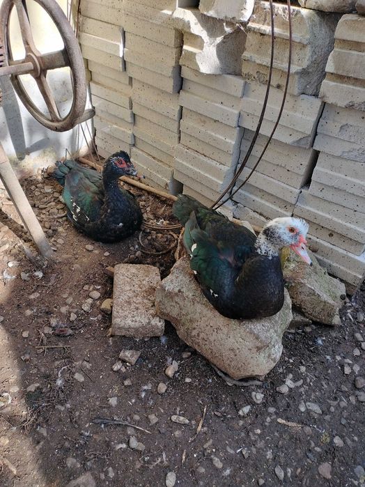 Rațe mute ,leșești