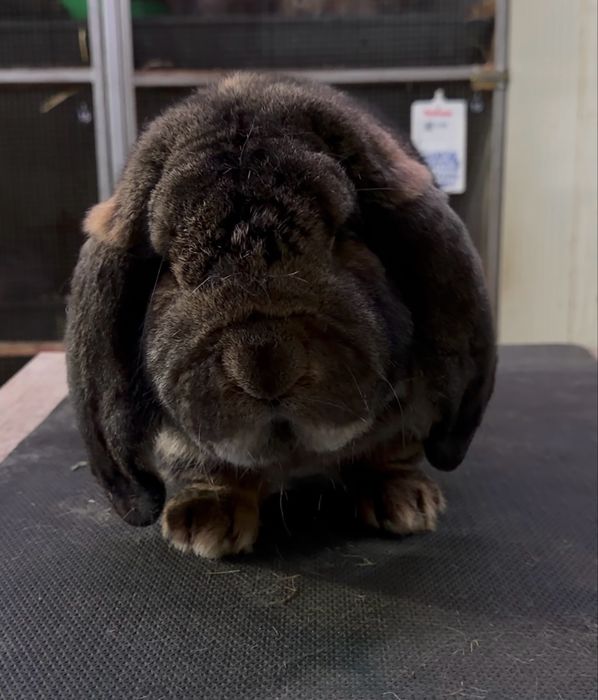 Iepuri berbec german mascul femela pui