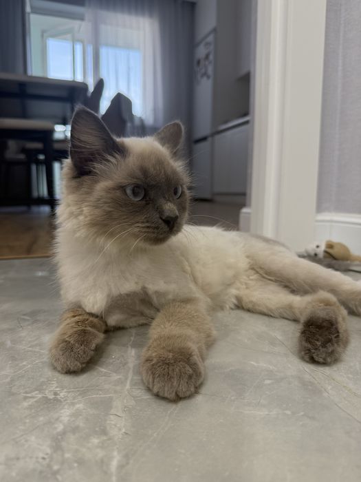 отдам в добрые руки котенка