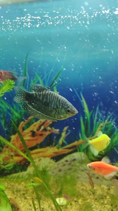 Аквариумные рыбки, молодые ( пол года)