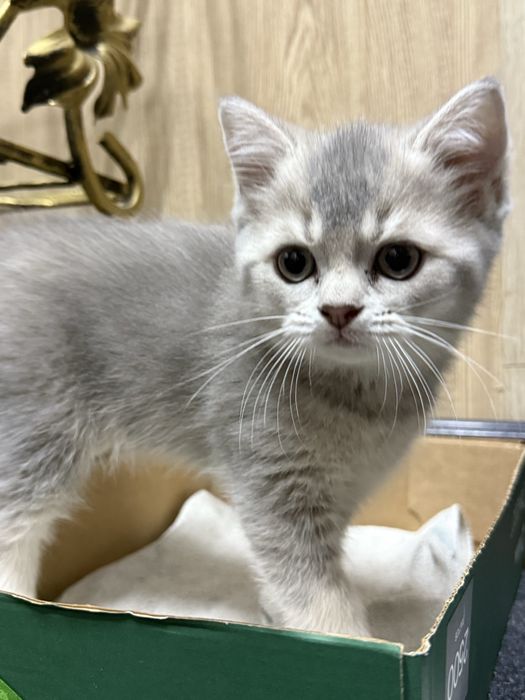 British Silver Shinshilla, chinchilla mushuk parodali seriy kumushrang