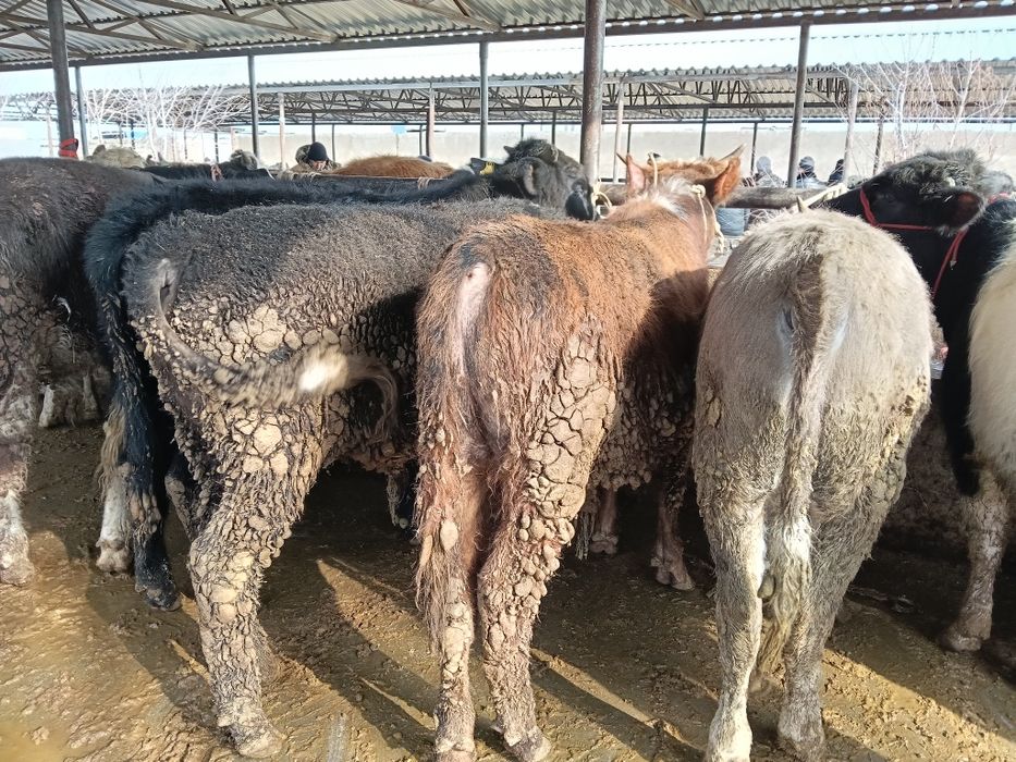 Бычки больше года