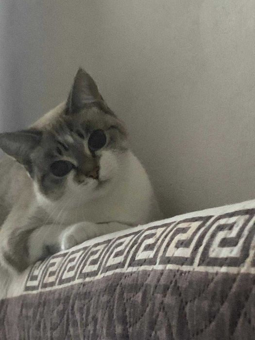 В добрые руки отдаем